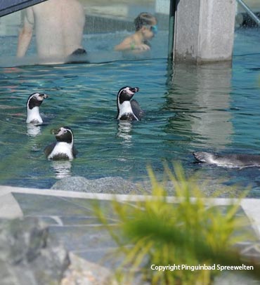 Familienbad Spreewelten – Schwimmen mit Pinguinen