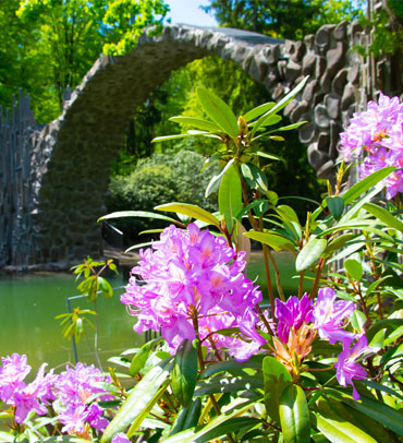 Azaleen- und Rhododendronpark Kromlau